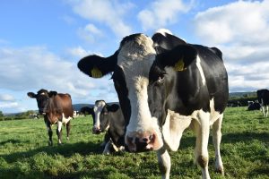cows