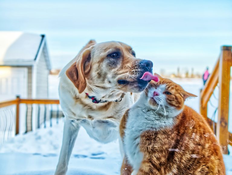 A dog and a cat