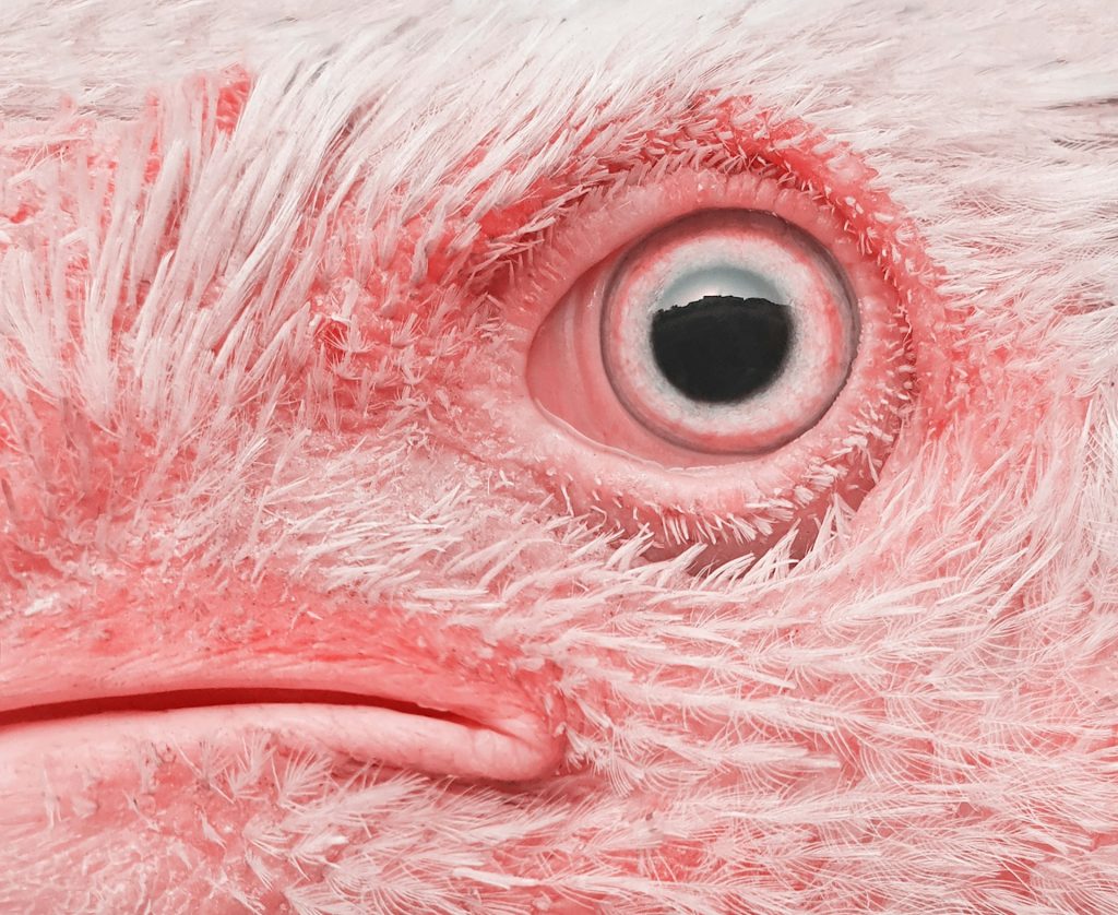 Bird eye closeup