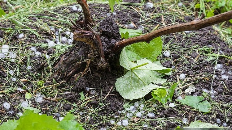 Toča, vinska trta