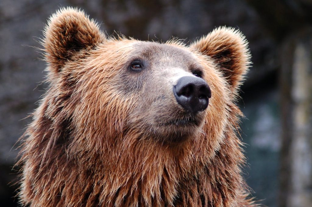 Brown bear