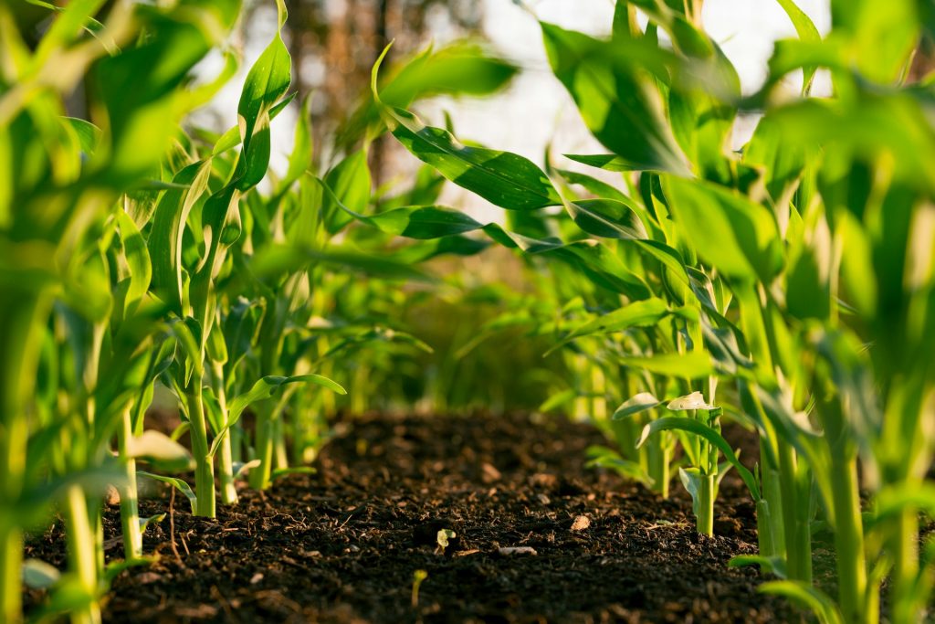 Plants on field