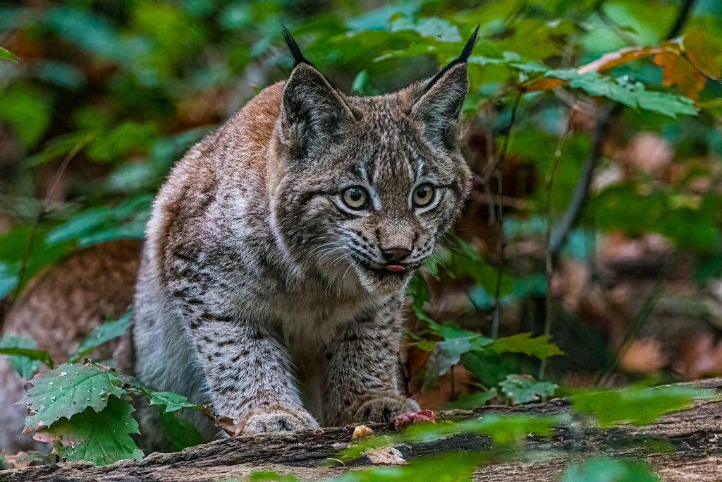 Lynx