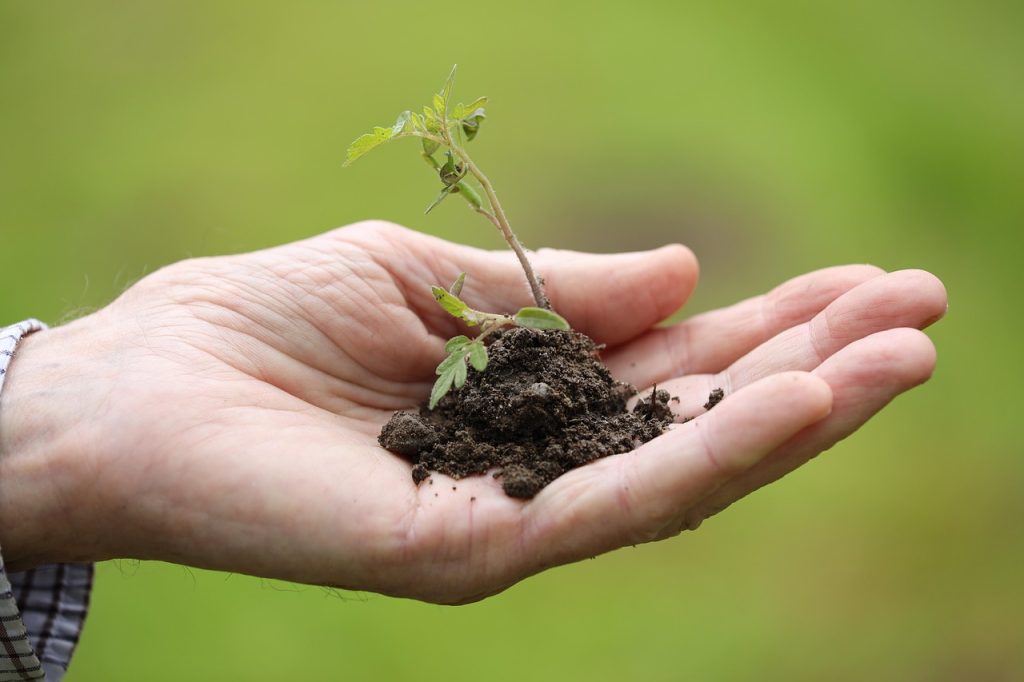 Tree seedling