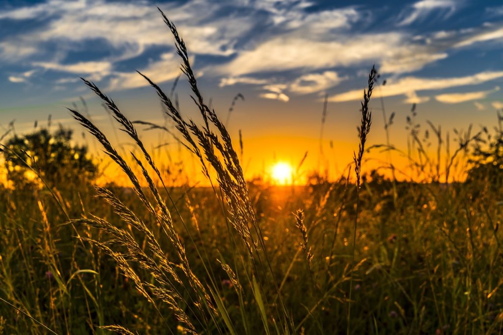 Field