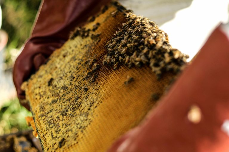 Čebela, Med, čebelar