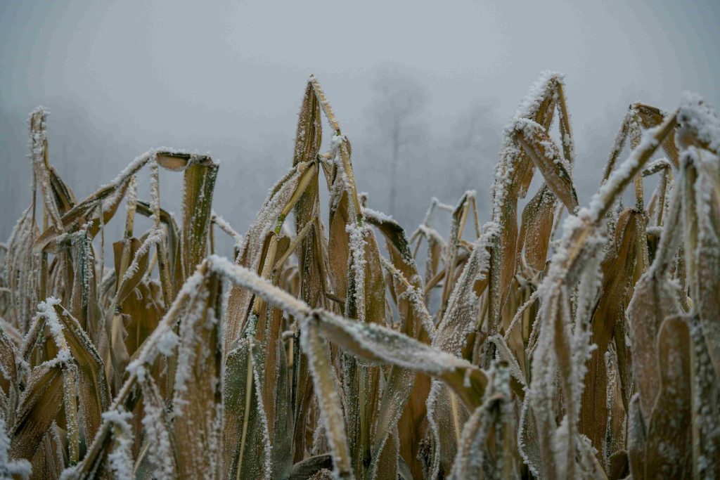 Pozeba, kmetija, pridelek
