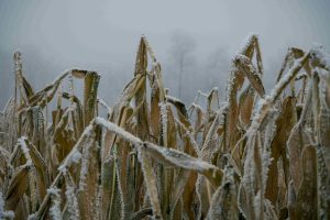 Pozeba, kmetija, pridelek