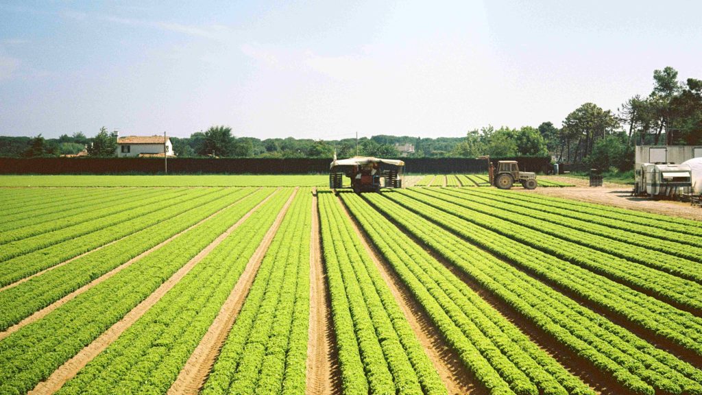 kmetija, zadruga, polje