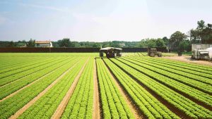 kmetija, zadruga, polje