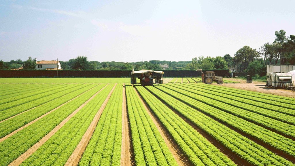 kmetija, zadruga, polje