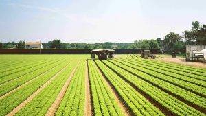 kmetija, zadruga, polje