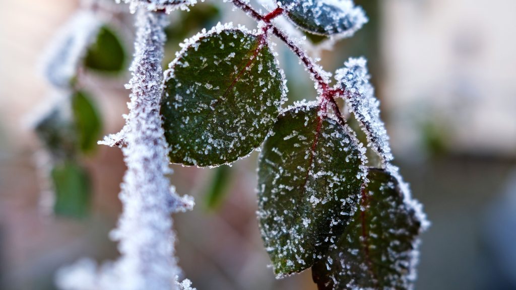 pozeba, rastline, kmetijstvo