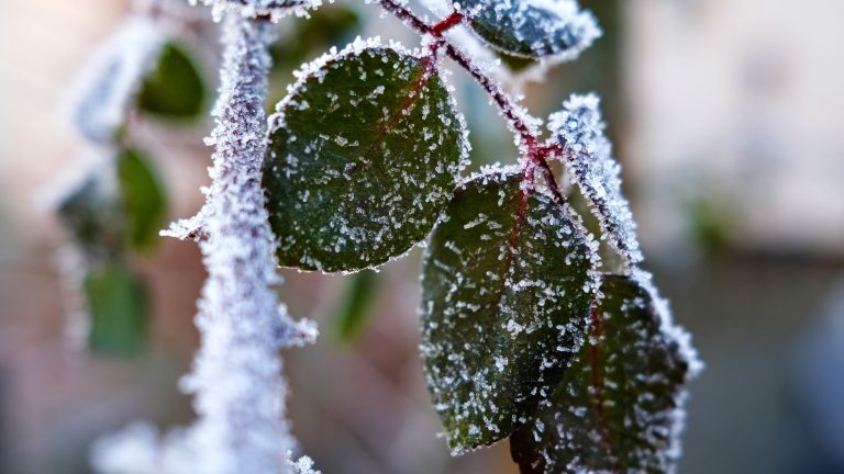 pozeba, rastline, kmetijstvo