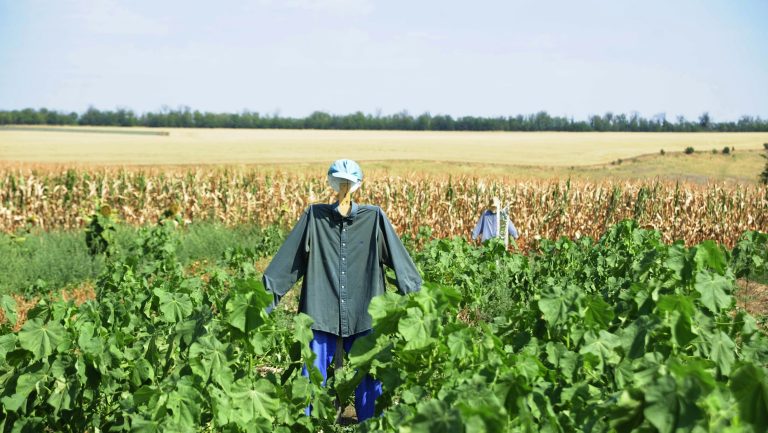 Kmetija, polje, strašilo, koruza, kmet