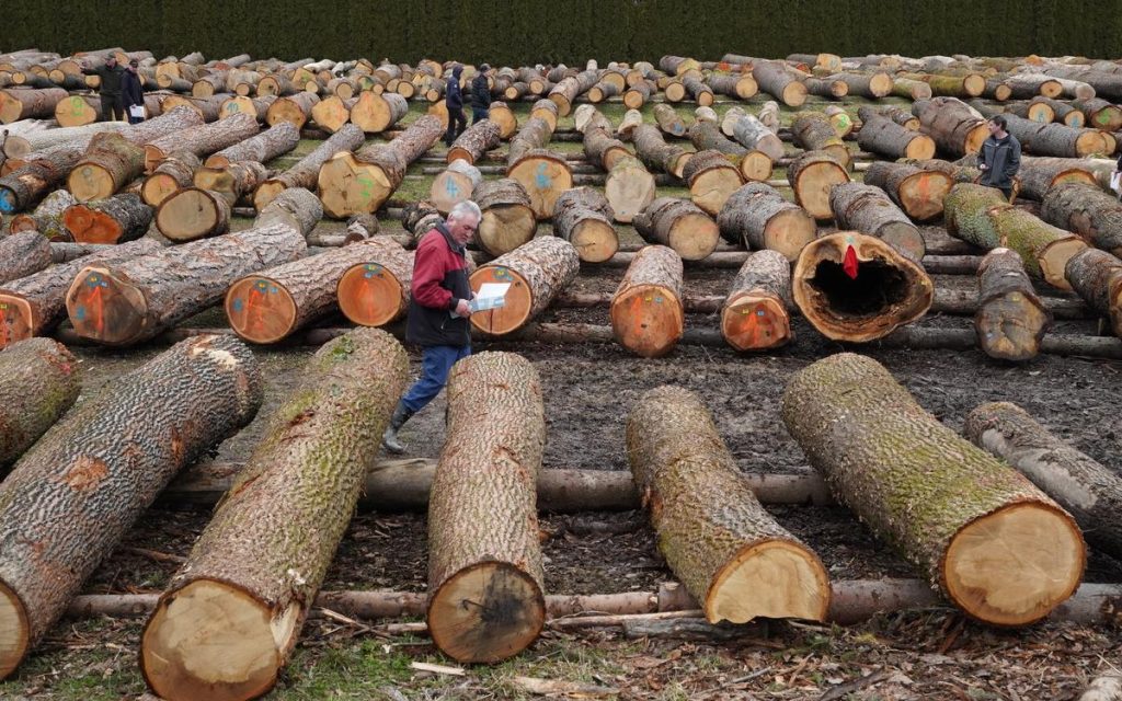 licitacija lesa, les, hlodi