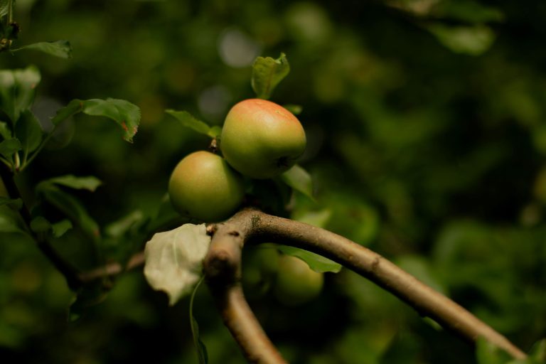 jabolko, jablana, sadje, hrana