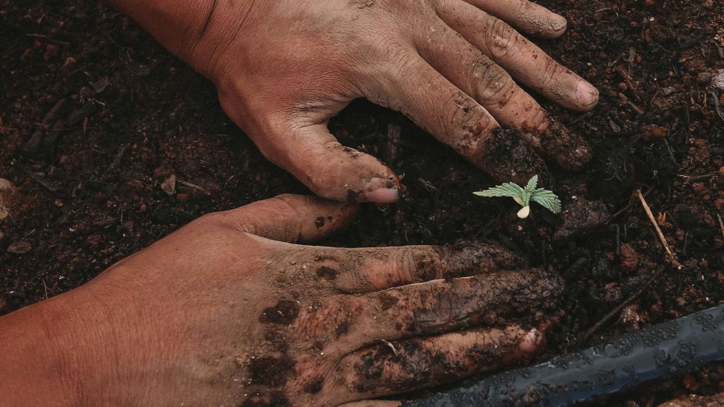 kmetijstvo, kmetovanje, rastline