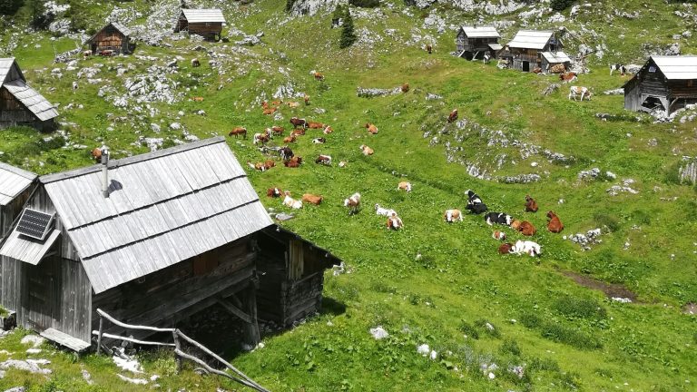 Bohinj, kmetijstvo, krave