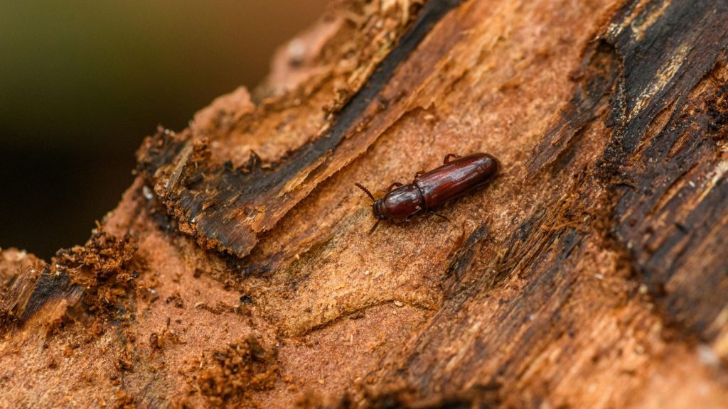 podlubnik, žuželka, žival
