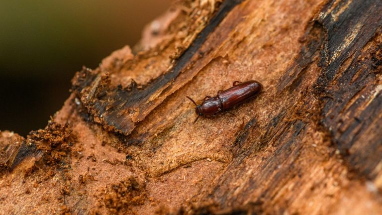 podlubnik, žuželka, žival