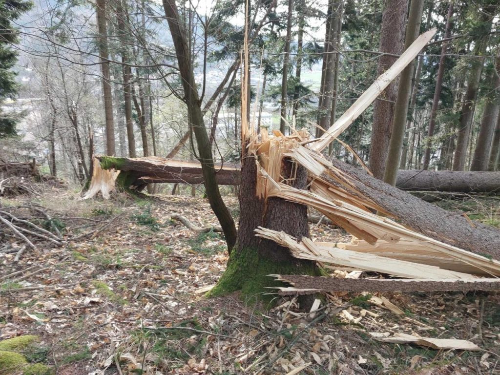 les, gozd, vetrolom, drevo