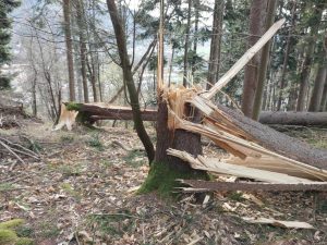 les, gozd, vetrolom, drevo