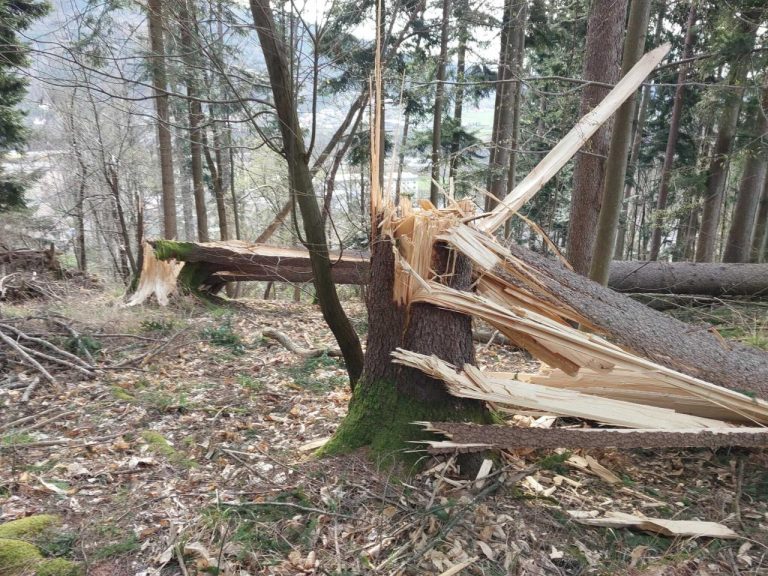 les, gozd, vetrolom, drevo