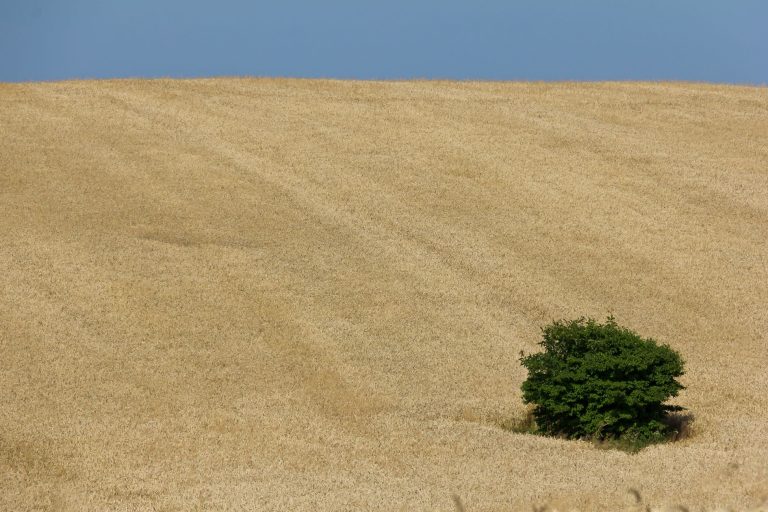 Pšenica pri 7,84 dolarja, 13 odstotkov nad napovedjo za to četrtletje